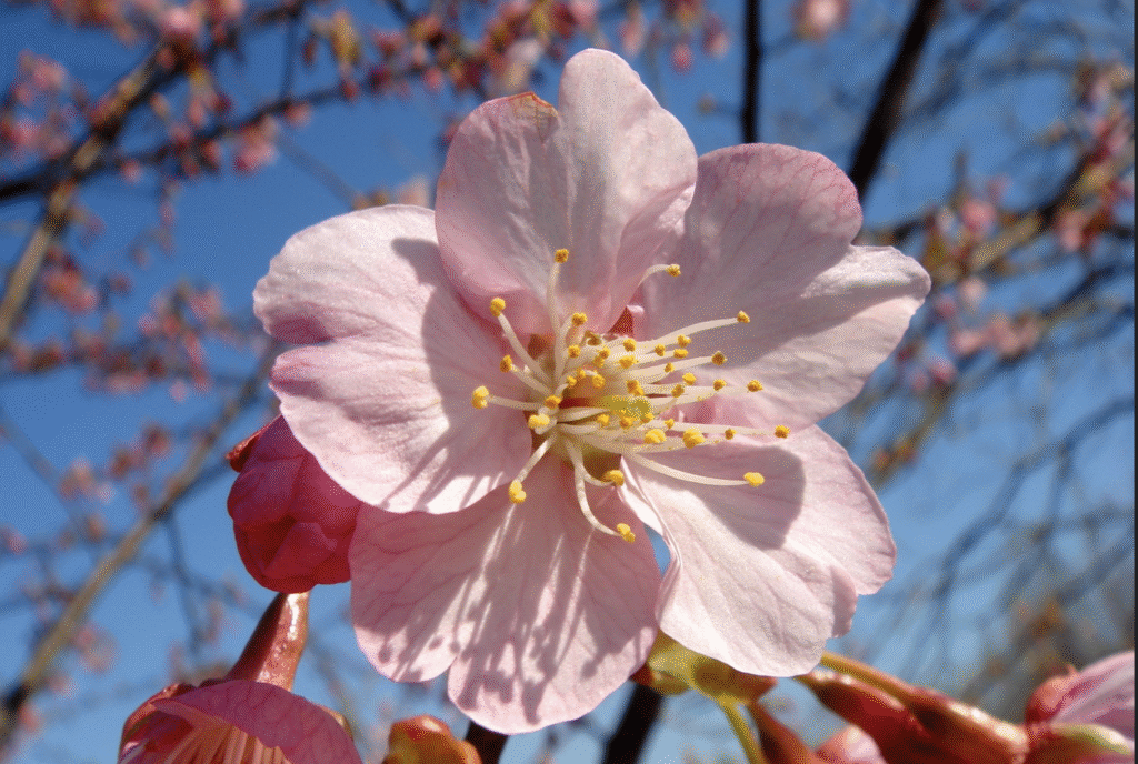 پلیفنول شکوفه گیلاس (Sakura Polyphenols):