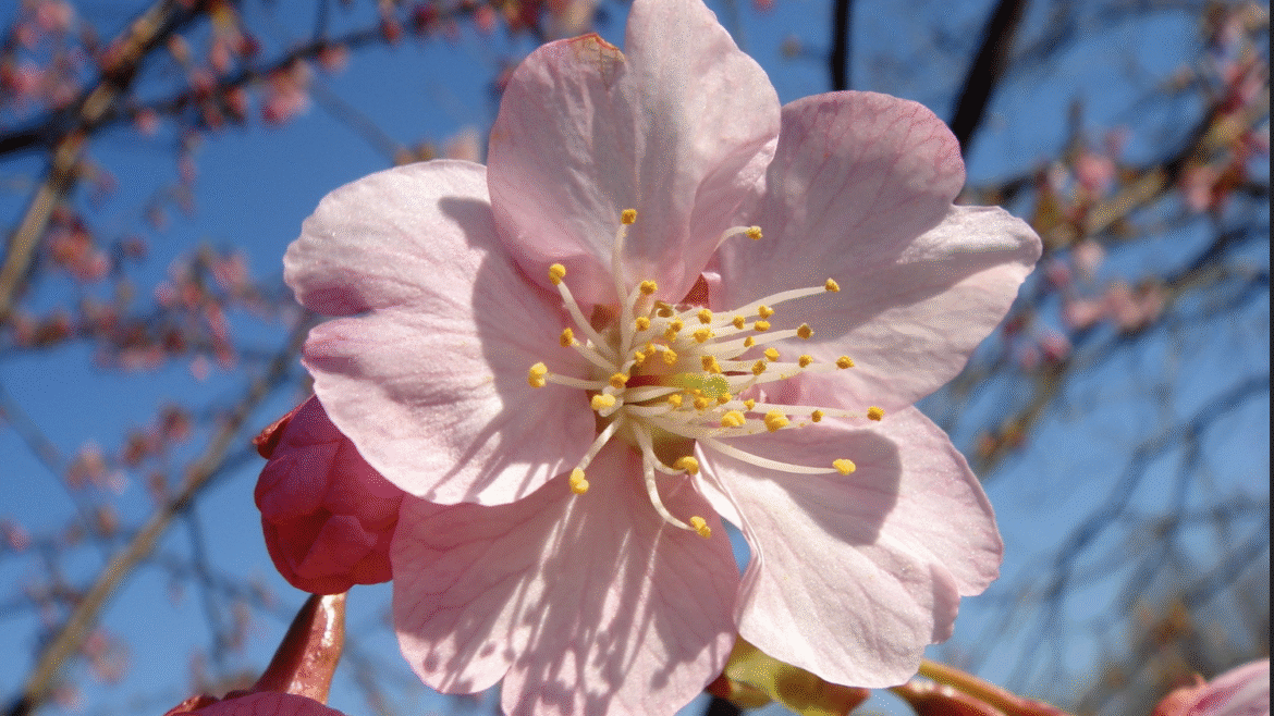 پلی‌فنول شکوفه گیلاس (Sakura Polyphenols):