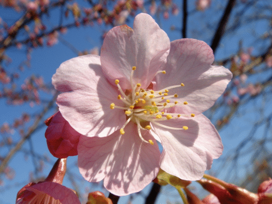 پلی‌فنول شکوفه گیلاس (Sakura Polyphenols):